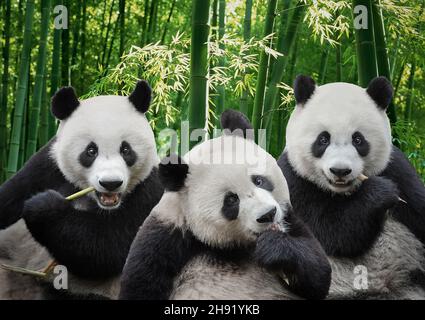 Three hungry giant panda bear eating bamboo together Stock Photo