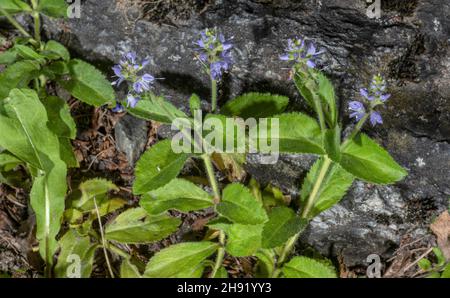 Heath speedwell, Veronica officinalis, in flower in rocky grassland. Stock Photo