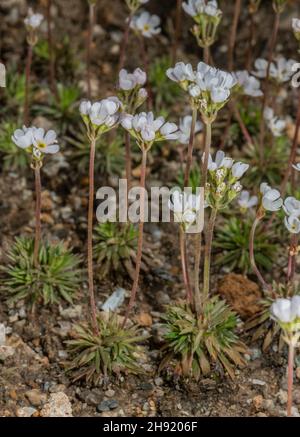 A Rock-jasmine, Androsace adfinis ssp brigantiaca in flower in the French Alps. Stock Photo