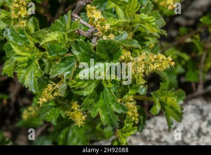 Alpine currant, Ribes alpinum, in flower in the Italian Alps. Stock Photo