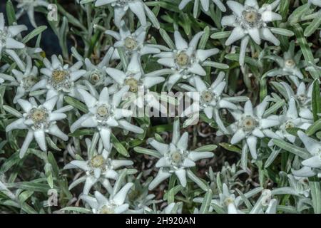 Edelweiss, Leontopodium nivale, in flower in the Alps. Stock Photo
