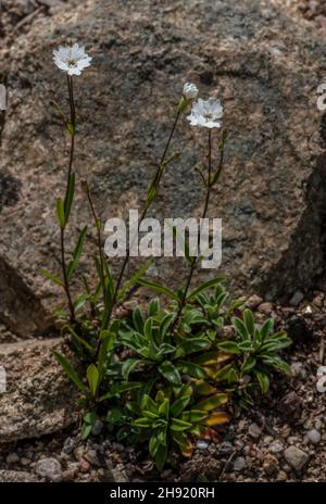 Alpine catchfly, Silene alpestris, in flower, eastern Alps. Stock Photo