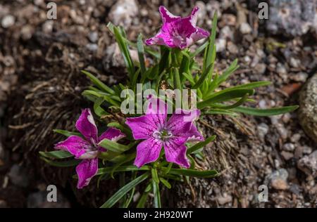 Glacier pink, Dianthus glacialis, in flower on morraine, eastern Alps. Stock Photo