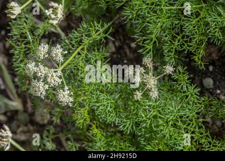 Athamanta, Athamanta cretensis, in flower on rocky slope, Alps. Stock Photo