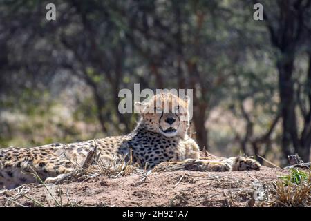 A close-up of a cheetah photographed in the wild in Namibia relaxing in the morning sun lying on the ground Stock Photo