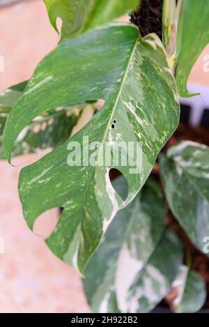 Epipremnum Pinnatum Variegated in the pot Stock Photo - Alamy