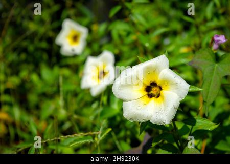 Turnera subulata flowers commonly known as white butter cup, sulphur alder, politician's flower, Used differential focus. Stock Photo