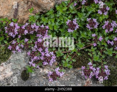 Caraway thyme, Thymus herba-barona in flower; from Corsica, Sardinia, and Majorca. Stock Photo