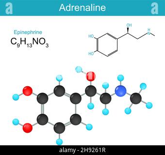 Adrenaline molecular chemical structural formula and model of an epinephrine hormone. Vector illustration Stock Vector