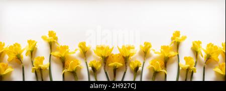 Spring banner with fresh yellow daffodil flowers Stock Photo