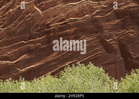 Bright Green Trees At The Base of A Sandstone Wall in Capitol Reef National Park Stock Photo