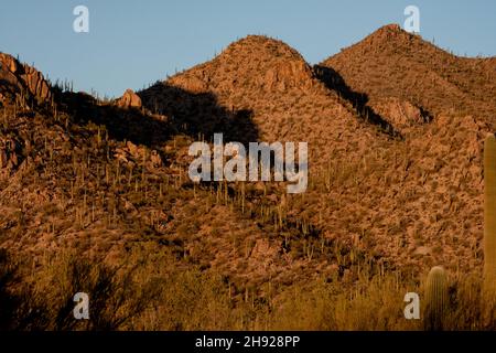 Brown Mountains of the Tucson Mountain District covered in saguaro cacti Stock Photo