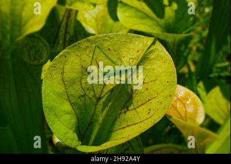 Grasshopper on carnivorous pitcher plant (Sarracenia flava ssp. flava), USA Stock Photo