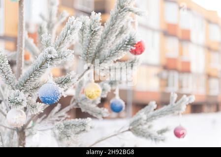 A snow-covered pine tree with Christmas toys in the yard. A street pine tree with Christmas toys is covered with frost on a frosty morning. Stock Photo