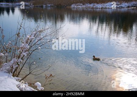 Beautiful winter scene with a duck swimming in lake after snowfall Stock Photo