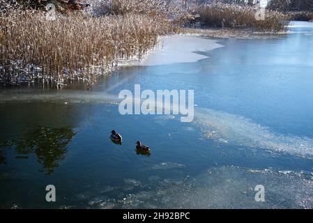 Beautiful winter scene with ducks swimming in the lake after snowfall Stock Photo