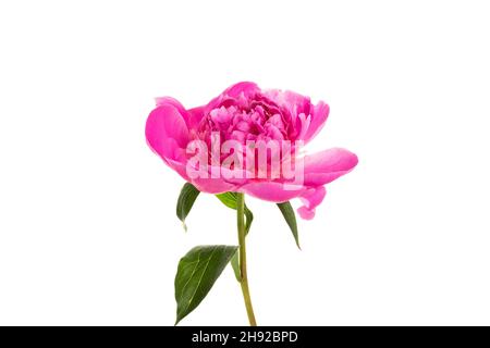 Beautiful pink peony isolated on white background. Floral card design Stock Photo