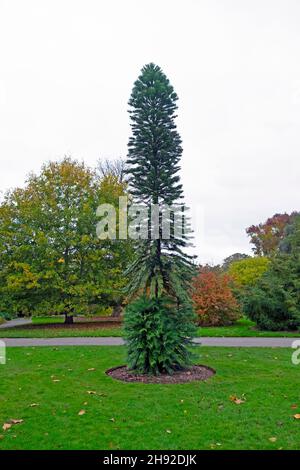 The tall rare Australian Wollemia nobilis pine evergreen tree growing in Kew Gardens London England UK November 2021 KATHY DEWITT Stock Photo