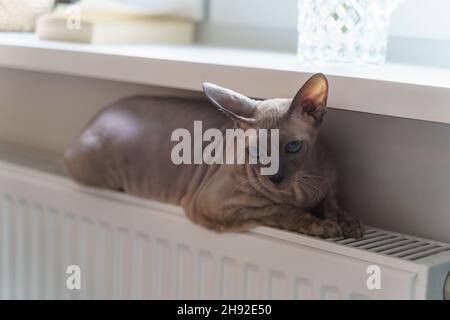 Sphynx cat warming on battery. Cat liying on heating radiator on cold day. Warmth and comfort Stock Photo