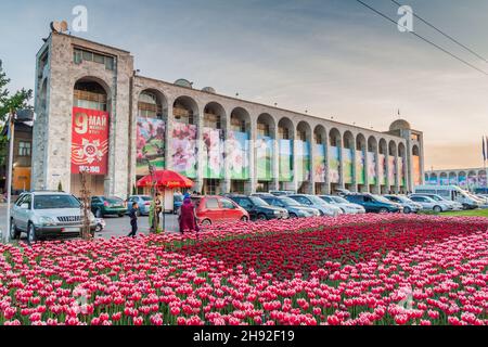 BISHKEK, KYRGYZSTAN - MAY 5, 2017: Patch of tulips on the Chuy avenue in Bishkek, capital of Kyrgyzstan. Stock Photo