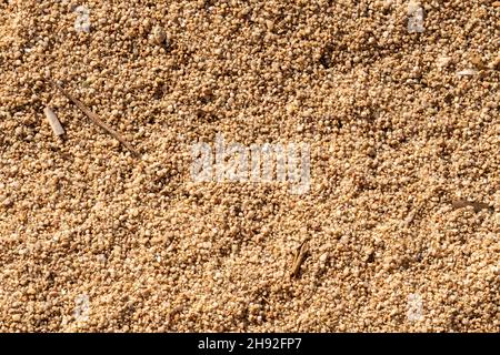 natural sand texture surface on beach with some thrash on it Stock Photo