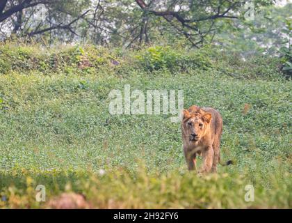 A Lion cub in a field coming towards camera Stock Photo
