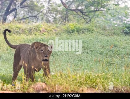 A Lion cub strolling in field with its tail up Stock Photo