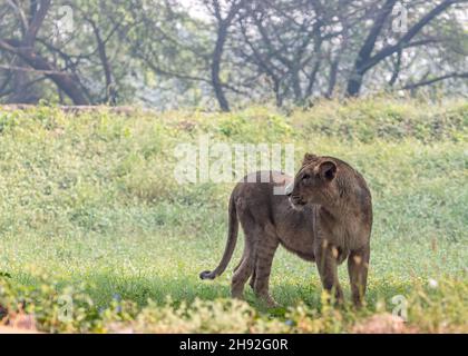 A Lion cub looking at something with anger Stock Photo