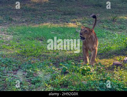 A Lion cub with tails up in a field Stock Photo