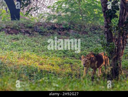 A Loin cub walking in field under a tree Stock Photo