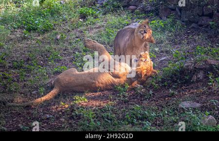 Lion cub and funny face 2 while in field Stock Photo