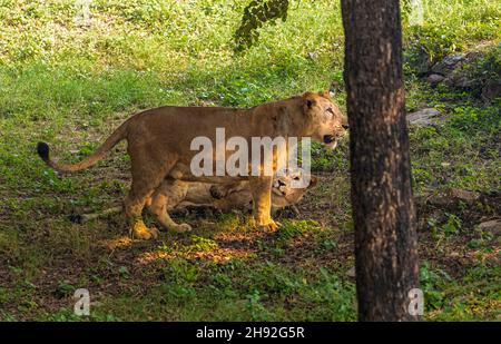 Lion cubs playing in field one lying other looking at something Stock Photo