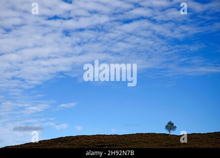 One small solitary tree on skyline on heather moorland in Highland Perthshire, autumn, Scotland UK. Stock Photo