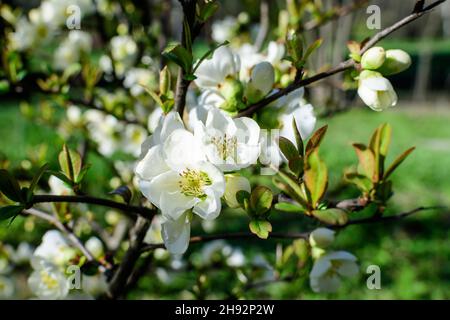 Close up delicate white flowers of Chaenomeles japonica shrub, commonly known as Japanese quince or Maule's quince in a sunny spring garden, beautiful Stock Photo