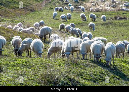 A large group of sheeps in the green field grazing the grass Stock ...