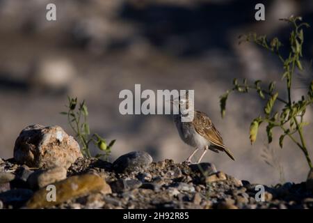 Galerida cristata - The common cogujada is a species of bird in the Alaudidae family. Stock Photo