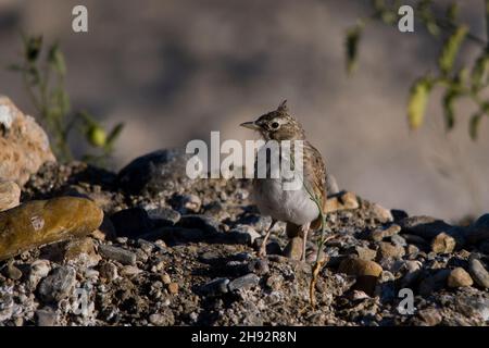 Galerida cristata - The common cogujada is a species of bird in the Alaudidae family. Stock Photo