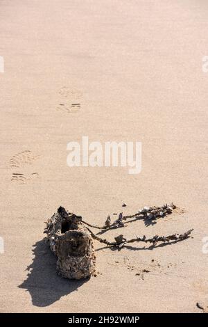 A shoe covered with shells on the beach near the Indian Ocean seen from the Oyster Catcher Trail near Mosselbay on the Garden Route in South Africa po Stock Photo