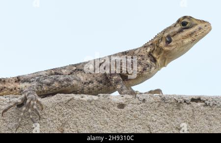 Female common agama (Agama agama). Tanji, The Republic of the Gambia. Stock Photo