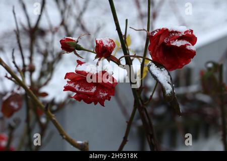 Red roses in the snow in the frost Stock Photo