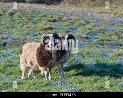 Jacob sheep (Ovis aries) two rams of this ancient British breed standing on hoar frosted pastureland, Wiltshire, UK, December. Stock Photo