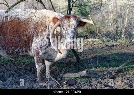 English longhorn cattle (Bos taurus) cow with twisted, uneven horns, Wiltshire, UK, February. Stock Photo