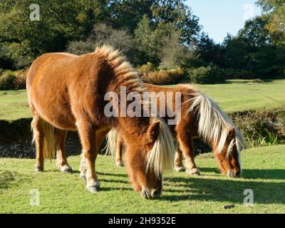 Shetland ponies (Equus caballus) mother and foal grazing grassland beside a stream, Fritham, New Forest, Hampshire, UK, October. Stock Photo