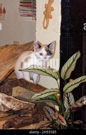 Snowshoe cat kitten (Felis catus) peering from a log pile in a cottage, Wiltshire, UK, November. Stock Photo