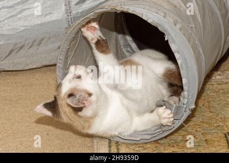 Snowshoe cat kitten (Felis catus) playing in a cat tunnel, Wiltshire, UK, November. Stock Photo