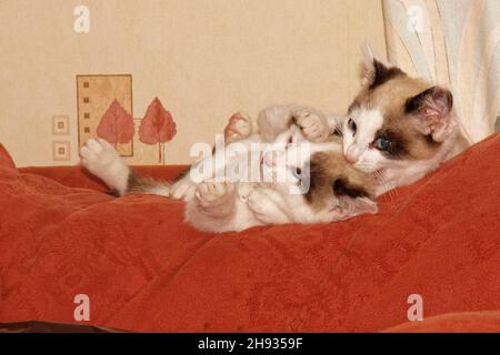 Snowshoe cat kitten (Felis catus) siblings play fighting on a  sofa in a living room, Wiltshire, UK, November. Stock Photo