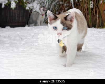Snowshoe cat kitten (Felis catus) walking in newly fallen snow covering a patio, Wiltshire, UK, January. Stock Photo