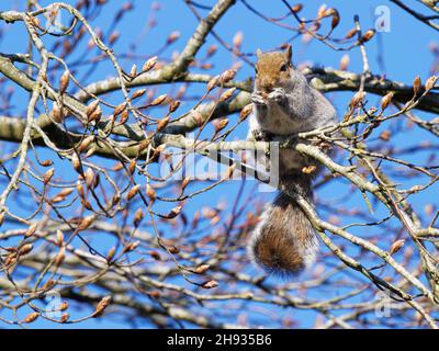 Grey squirrel (Sciurus carolinensis) feeding on leaf buds in a Beech tree (Fagus sylvaticus), Wiltshire, UK, April. Stock Photo