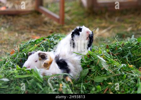 funny white and brown guinea pigs eating fresh green grass. Domestic animals Stock Photo