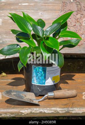 Newly purchased hosta devon green plant being sited in the garden before planting Stock Photo